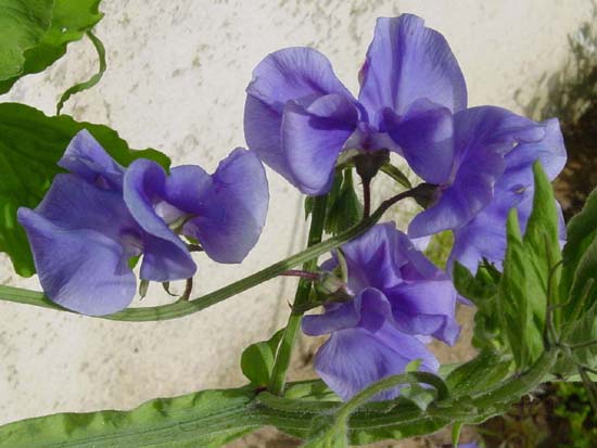 DSC00945_JPG